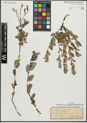 Foto von Salix repens subsp. argentea (Sm.) G. Camus & A. Camus